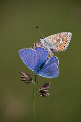 The Common Blue (Plebejus idas) is a species of diurnal butterfly in the blue family