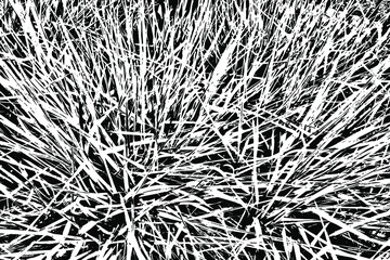 Abstract monochrome background of pointed grass. Background of coarse tall grass. Vector illustration. Overlay template.