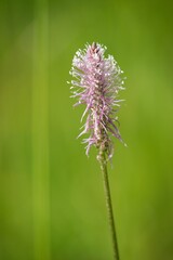 Plantago lanceolata is a medicinal herb, has cough and has anti-inflammatory and antibiotic effects.