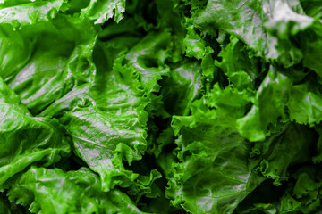 Letucce closeup vegetarian food the best dietic salad ingredient
