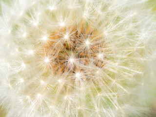 Dandelion Seeds 2