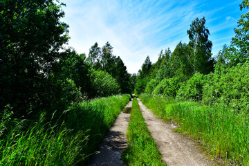 Fototapeta na wymiar road through the forest. tall grass, shrubs and trees