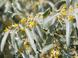 Branch of blooming Russian olive tree, Elaeagnus angustifolia