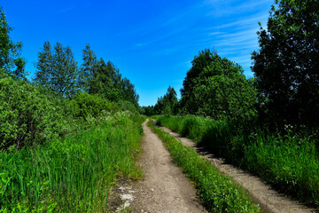 Fototapeta na wymiar road through the forest. tall grass, shrubs and trees