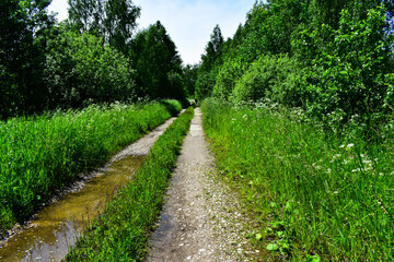 road through the forest. tall grass, shrubs and trees