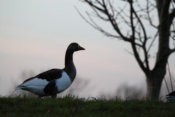 canada goose on the grass at sunset.