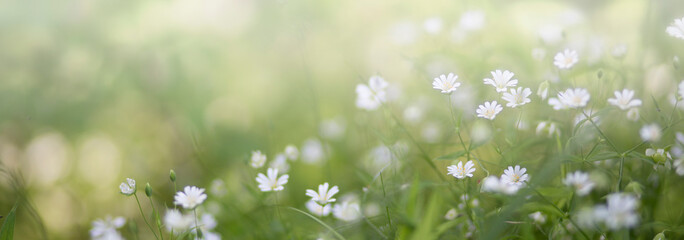 White flowers in the forest in the summer in a clearing.