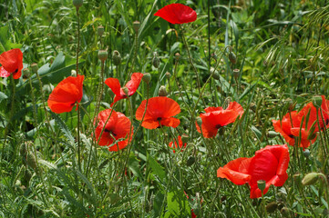 Red poppy on a summer meadow