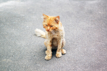 Homeless red cat sits on the pavement