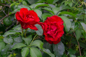 red rose in garden