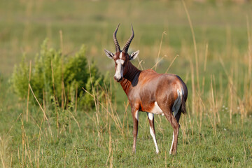 Blesbok standing in the green grass in Nkomazi Game Reserve in SKwa Zulu Natal in South Africa