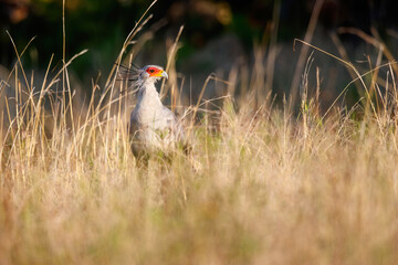 Secretarybird standing in the long grass in a Game Reserve in SKwa Zulu Natal in South Africa