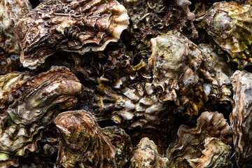 texture of an oyster shell