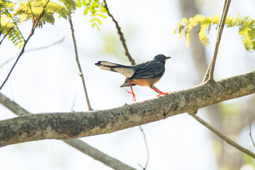 Red-legged Thrush