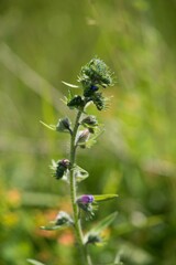 Echium vulgare (Echium vulgare) is a medicinal biennial herb of the family brutnákovitých.
