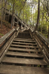 wooden stairs in forest as part of a hiking trail in West Virginia. Image was taken near the New River Gorge visitor center.