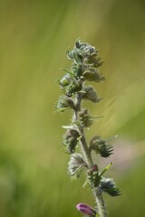 Echium vulgare (Echium vulgare) is a medicinal biennial herb of the family brutnákovitých.