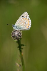 The Common Blue (Plebejus idas) is a species of diurnal butterfly in the blue family