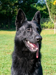 Portrait of Black German shepherd on green grass