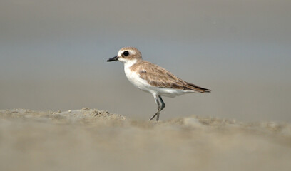 kentish plover bird in a beach