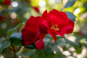 Obraz premium zwei rote Blumen mit unscharfem grünen Hintergrund