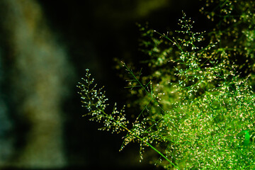 green grass in the forest