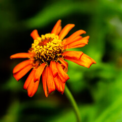 orange flower with green background