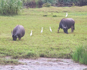 Wasserbüffel auf der Weide