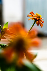 orange flower in the garden