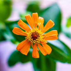 close up of a daisy flower
