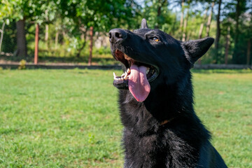 Portrait of Black German shepherd on green grass