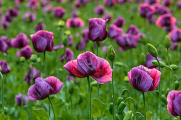 Purple poppy, Czech Republic, Pilsen region, Domazlice