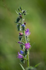 Echium vulgare (Echium vulgare) is a medicinal biennial herb of the family brutnákovitých.