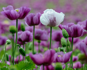 Purple poppy, Czech Republic, Pilsen region, Domazlice