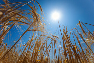 macro photo  field with rye