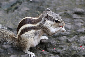 squirrel in the forest