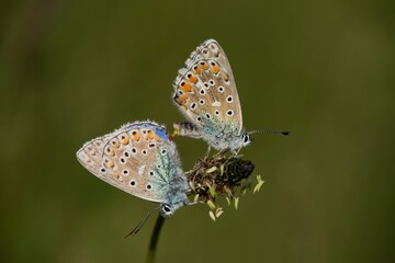 Fototapeta na wymiar The Common Blue (Plebejus idas) is a species of diurnal butterfly in the blue family