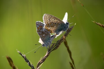 The Common Blue (Plebejus idas) is a species of diurnal butterfly in the blue family