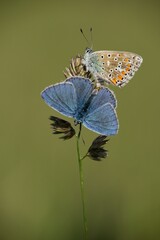 The Common Blue (Plebejus idas) is a species of diurnal butterfly in the blue family