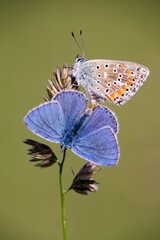 The Common Blue (Plebejus idas) is a species of diurnal butterfly in the blue family