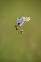 The Common Blue (Plebejus idas) is a species of diurnal butterfly in the blue family