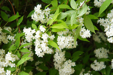 Deutzia amurensis shrub blossoming white flowers with green leaves