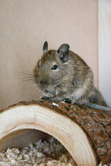 Degu or chilean squirrel sitting on a log