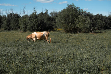 Naklejka na ściany i meble cow grazes on a green field in sunny weather