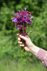 Fototapeta na wymiar purple and pink wildflowers in hand on a green background