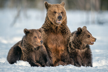 Fototapeta premium She-bear and bear cubs on the snow in winter forest. Wild nature, natural habitat. Brown bear, Scientific name: Ursus Arctos Arctos.
