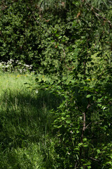 Obraz premium green summer deciduous and coniferous forest