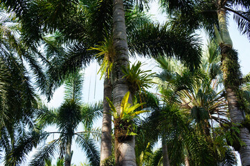 Palm tree with lians bottom view