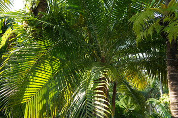 Obraz na płótnie Canvas Green palm tree leaves background