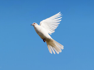 White dove in flight under blue sky